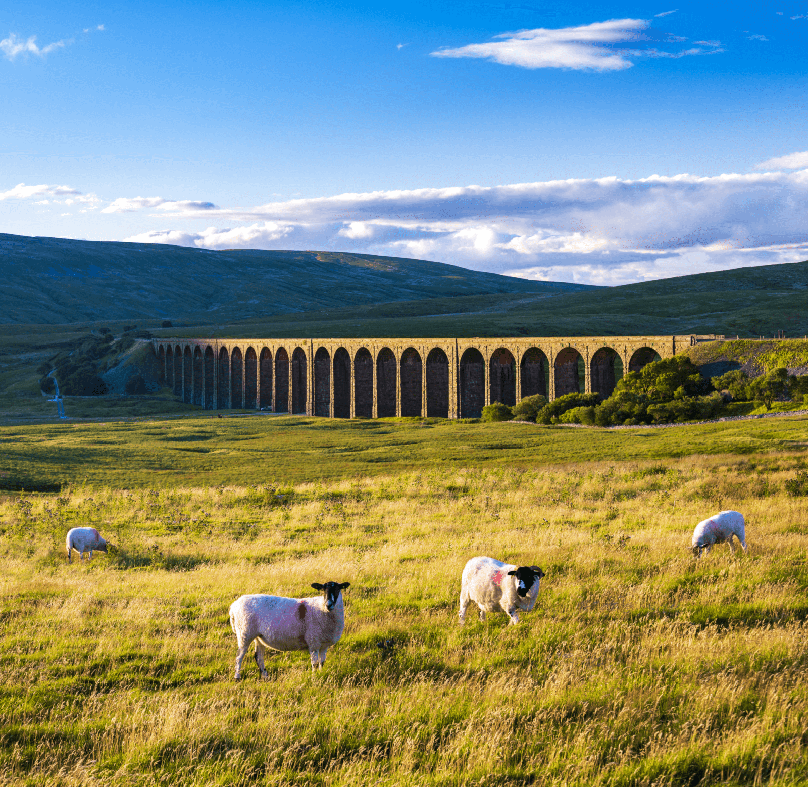 countryside view with sheep and bridge